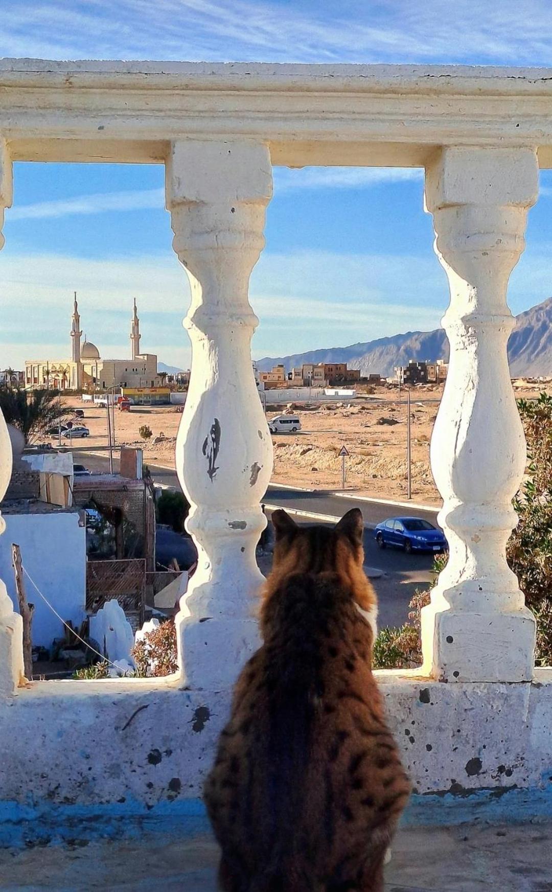 Tentania Dahab Bagian luar foto